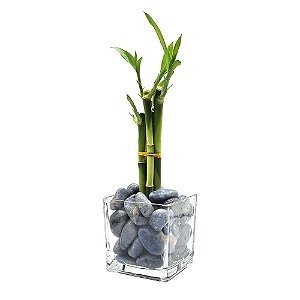 Vaso de Vidro com Bambu da Sorte e Quartzo Azul (6 Hastes)