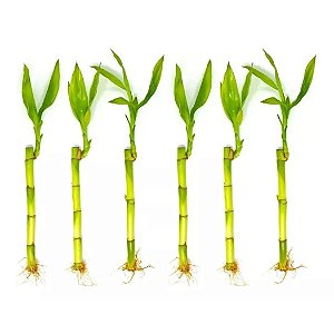 Kit com 6 Hastes de Bambu da Sorte (Pequeno)