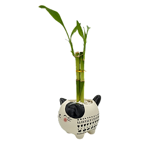 Gatinho em Cerâmica com Bambu da Sorte (3 Hastes)