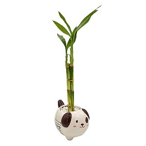 Cachorrinho em Cerâmica com Bambu da Sorte (3 Hastes)