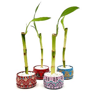 Bambu da Sorte em Vasinho com Pedras (Mandala)