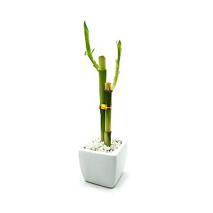 Vaso Quadrado Branco com Bambu da Sorte