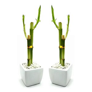 Kit com 2 Vasos Quadrados com Bambu da Sorte (Branco)