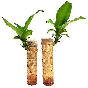 Par de Mudas de Pau D'Água (Pequena)