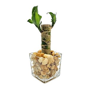 Vaso em Vidro com Muda de Pau D'água (Pequena)
