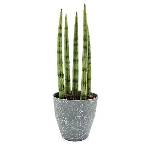 Vaso com Planta Lança de São Jorge (30cm)