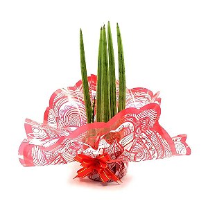 Arranjo com Planta Lança de São Jorge Reta (Sansevieria Cylindrica)