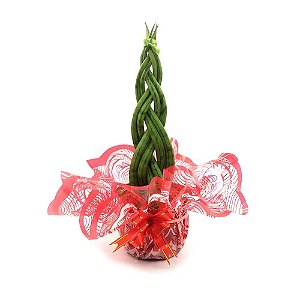 Arranjo com Lança de São Jorge Trançada (Sansevieria Cylindrica)