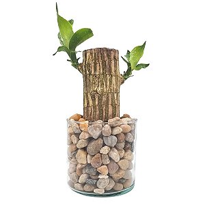 Vaso em Vidro com Muda de Pau D'água (Médio)