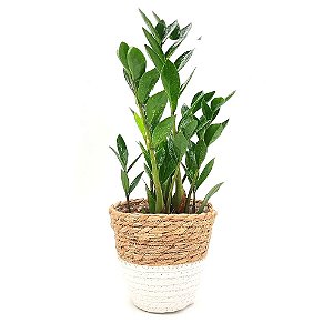 Cachepot Palha com Planta Zamioculca (Planta da Fortuna)