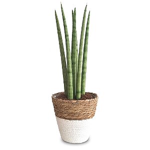 Cachepot Palha com Lança de São Jorge Reta (Média)