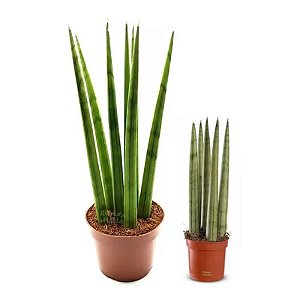 Kit com 2x Lança de São Jorge Reta (Média e Pequena)