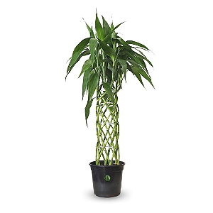 Arranjo com Bambu da Sorte Torre Trançada (100cm)