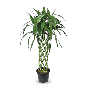 Arranjo com Bambu da Sorte Torre Trançada (120cm)