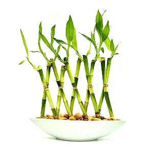 Vaso Canoa em Cerâmica com 10 Hastes de Bambu da Sorte