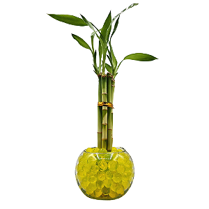 Vaso em Vidro com 5 Hastes de Bambu da Sorte