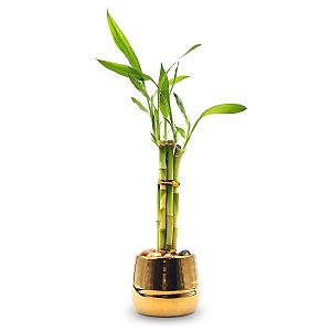 Cachepot Dourado com Bambu da Sorte (5 Hastes)