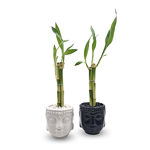 Vaso em Cerâmica Cabeça de Buda com Bambu da Sorte