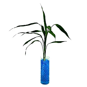 Bambu da Sorte com Vaso de Vidro Decorado