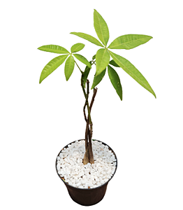 Muda de Árvore do Dinheiro Pachira Aquática (Pequena)