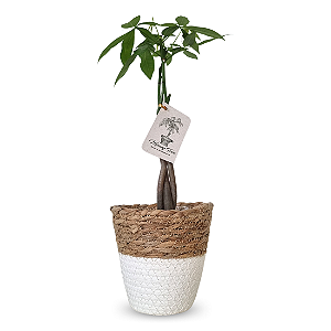 Cachepot Palha com Árvore do Dinheiro (35cm)