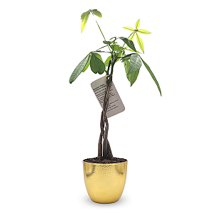 Vaso Dourado com Árvore do Dinheiro (Pachira Aquática)