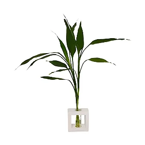 Bambu da Sorte com Vaso em Vidro e Suporte (Branco)