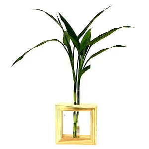 Vaso com Suporte de Madeira Pinus com Bambu da Sorte