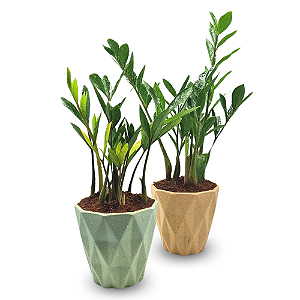 Cachepot Diamante com Zamioculca Baby (Planta da Fortuna)