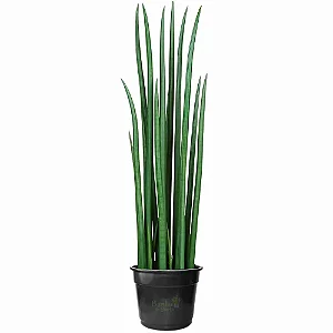 Lança de São Jorge Sansevieria Cylindrica Reta (150cm)