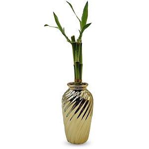 Vaso Haiti em Cerâmica com Bambu da Sorte (Dourado)