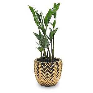 Cachepot em Cerâmica com Zamioculca (Planta da Fortuna)
