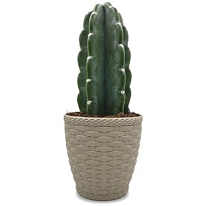Cachepot Rattan com Cacto Mandacaru Sem Espinhos
