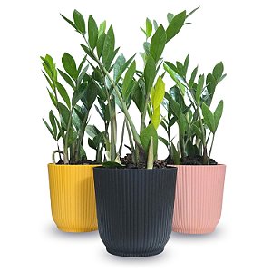 Planta Zamioculca com Cachepot Milan (Planta da Fortuna)