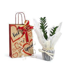 Kit Presente com Planta Zamioculca (Planta da Fortuna)