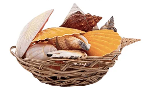 Cestinha de Conchas e Caracóis do Mar (Pequena)