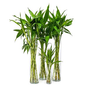 Vaso Cilíndrico em Vidro com Bambu da Sorte (10 hastes)