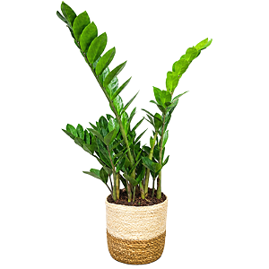 Cachepot Palha com Planta Zamioculca Grande (60cm)