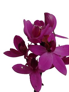Orquídea Grapete (cheiro de uva)