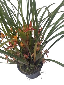 Orquídea Maxillaria tenuifolia (perfume de côco)