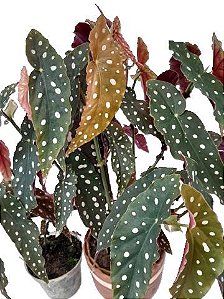 begonia maculata