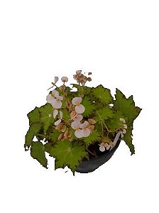 begonia rex ´lima love`
