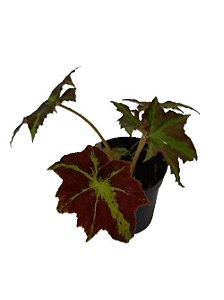 begonia sp