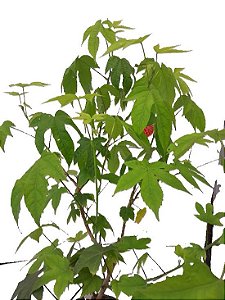 Muda de Lanterna Chinesa