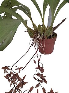 gongora bufonia