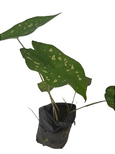 caladium andreanum