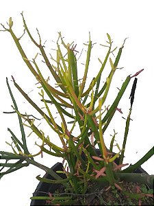 aveloz (euphorbia tirucalli)
