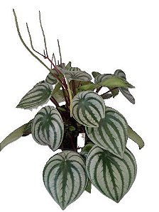 peperomia melancia