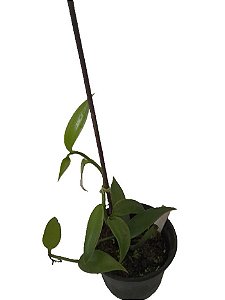 vanillia planifolia