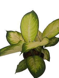 dieffenbachia camilia comigo-ninguém-pode